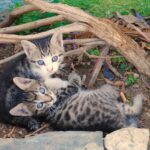 kittens, feral, wild, animals, mammals, baby animals, outdoor, nature, mammal, brown, kittens, kittens, kittens, kittens, kittens, feral, feral, feral, baby animals, baby animals, baby animals, outdoor, nature, nature, nature