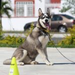 perro, stay, dog command, dog obedience, obedience training, trust, happy dog, calm, dog training, husky, siberian husky