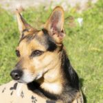 dog, animal, pet, canine, mammal, domestic, nature, perro, mascota