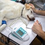veterinary, blood pressure, pressure measurement, ecg, record, heart, cardiac examination, medicine, heart disease, dogs, cardiovascular pressure, dog examination, veterinary examination, dog on examination, nature, animal, vet, white, doctor, veterinarian, pet, canine