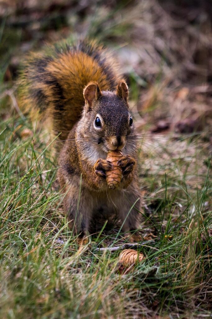 squirrel, rodent, foraging, eating, wildlife, forest, wilderness, nature, animal, animal world, verifiable kitten, nager, forest animal, wildlife photography, squirrel, squirrel, squirrel, squirrel, squirrel