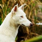 perro, dog, nature, canine, doggy, animal, perros, pet, mascota