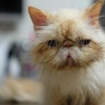 cat, veterinary, pet, vet, nature, animal, feline, veterinary clinic