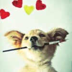 dog, pet, puppy, animal, hearts, heart, painting, cute, vet, veterinary, veterinarian, paw, creative, vet, vet, vet, vet, vet, veterinary, veterinarian, veterinarian, veterinarian